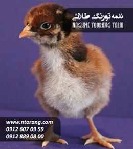 جوجه یکروزه گلپایگانی اصلاح شده